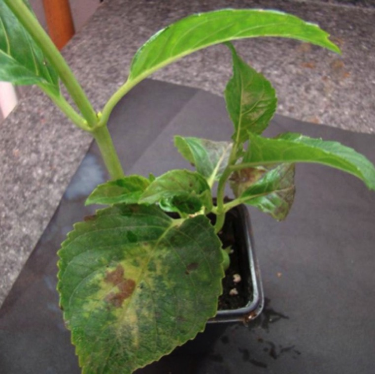 The pathogen is soil borne or potting-medium borne. Yellowing of the leaves followed by brown lesion development on hydrangea is the initial symptom of the disease